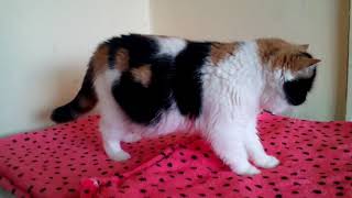 Exotic shorthair princess by Gerdiacats Cattery 33 views 5 years ago 57 seconds