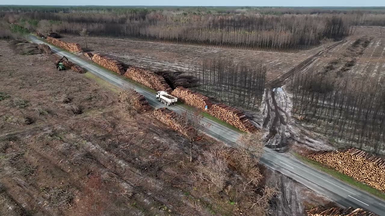 Incendie de Landiras : la forêt mise à nu