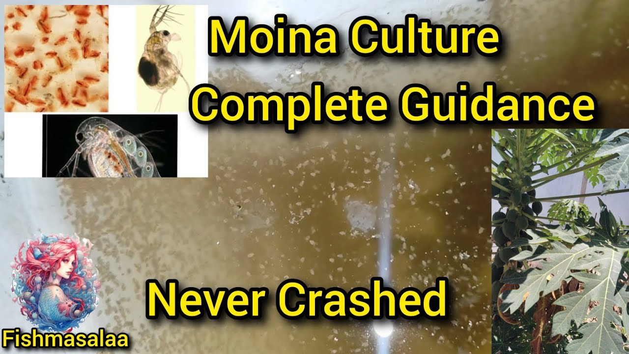 Moina culture complete guidance in tamil|how to culture moina without crash 💯 worked 
