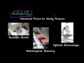 Histology and Tissues Quiz