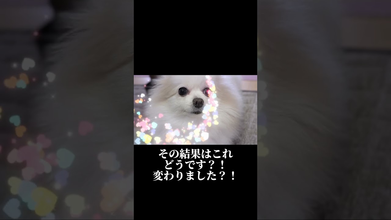 Pixel 10 Pro のカメラコーチ使ってみた！