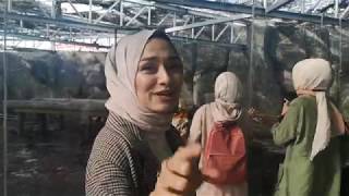 Influencerlarla Büyük Kedi̇gi̇lleri̇ Görmeye Gi̇tti̇k, Sürpri̇z Sonlu