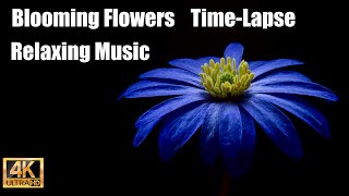 Unleash the Magic of Nature - Blooming Flowers Time Lapse