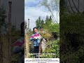 Harvesting Toon Sprouts – Picking the First Tender Leaves of Spring 🌿