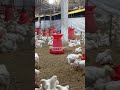 Poltre Lorai Full video #Poltre Farm Care#trending#viral #