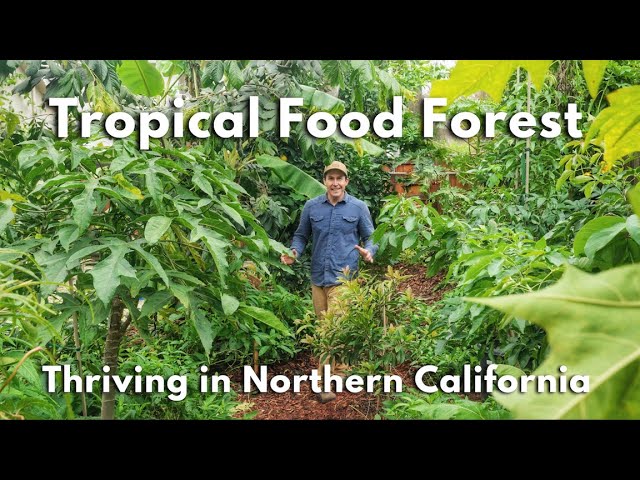 Backyard Tropical Food Forest in Northern California class=