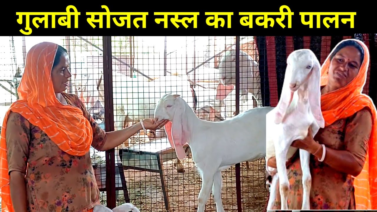 महिला ने किया सोजत नस्ल की बडी बकरियों का पालन | सोजत बकरी पालन | QUALITY SOJAT BAKRIYA |