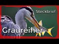 Graureiher - Steckbrief [Aussehen,Lebensweise und mehr]