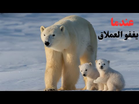 سر سبات الدب القطبي كيف يتحمل البرد القارس