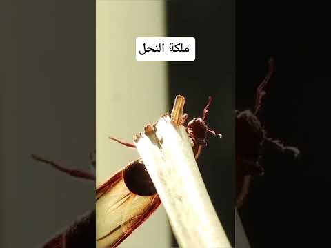 ملكة النحل تتخلى عن أجنحتها لبداية جديدة  