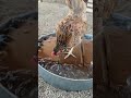 How to keep your flock cool all summer! 🐔☀️🧊 #Summer #heat #hacks #tips #chickens #chickens
