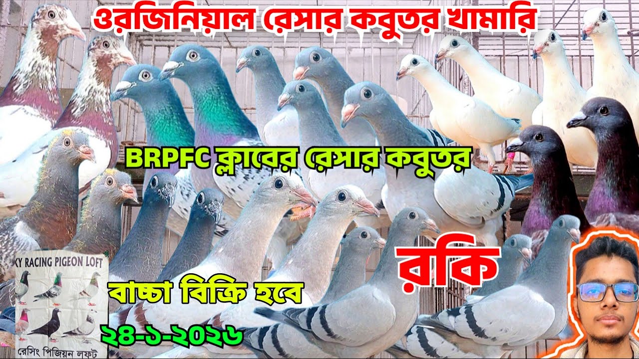 ওরজিনিয়াল রেসার কবুতর খামারির বাচ্চা কিনুন। BRPFC ক্লাবের রেসার কবুতর বাচ্চা বিক্রি হবে,রকি