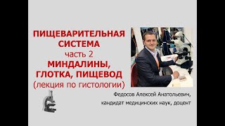 ПИЩЕВАРИТЕЛЬНАЯ СИСТЕМА 2. МИНДАЛИНЫ, ГЛОТКА, ПИЩЕВОД (ЛЕКЦИЯ ПО ГИСТОЛОГИИ)