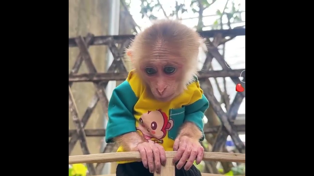 Chef Annie Harvests Carrots 🥕 | Fun Breakfast with Dad#cutemonkey 