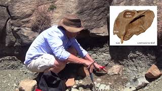 Wapadsberg Vid1 Lystrosaurus Skull