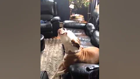Gypsy Red singing "I will always love you"