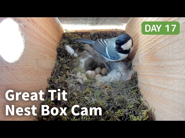 Day 17] シジュウカラ巣箱 4K Live: 産卵継続か抱卵開始か | Great Tit