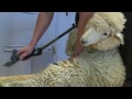 World Champs Machine Shearing Round 1 - Full Coverage