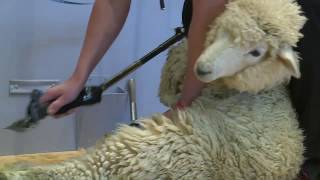 World Champs Machine Shearing Round 1 - Full Coverage