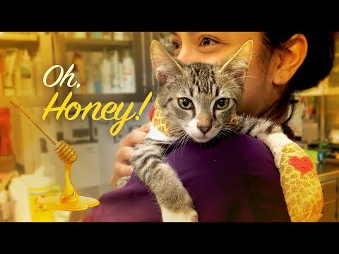 Видео: Healing With Honey - The Honey Wrap