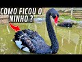 Como ficou o NINHO do CISNE ? | Pata querendo Chocar | Aves Recriar
