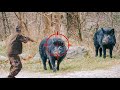 Best Wild Boar Hunting Shots 2025 | أفضل لقطات موسم صيد الخنزير البري
