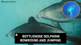 Bottlenose Dolphins Bow Riding and Jumping π· Martijn Schouten
