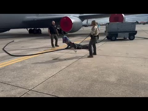 Alligator captured at Florida’s MacDill Air Force Base