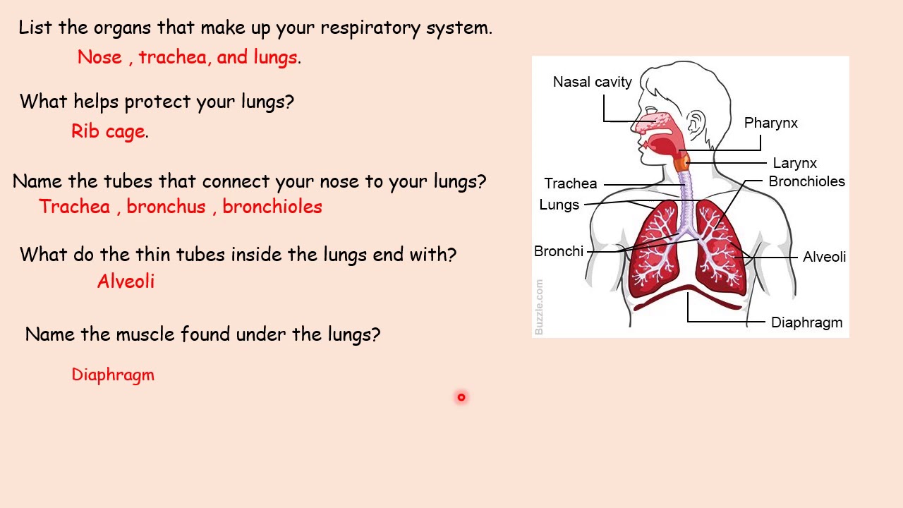 Res System 3 What Is Respiratory System For Grade 3