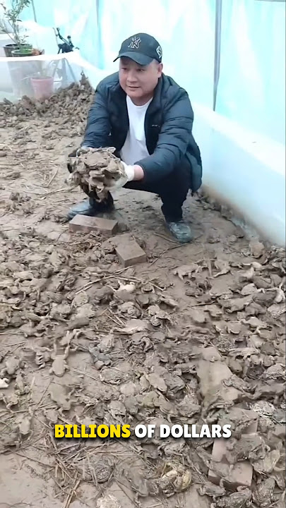 Frog Farming in China 😳