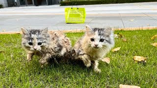 Twin sister kittens, covered in mud and feces, were abandoned by their owner in the shrubs by Animal Care Haven 22,387 views 3 months ago 13 minutes, 38 seconds