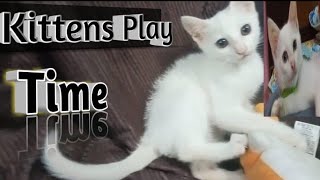 Kittens Play Time | Kittens Playing together | Funny cat videos