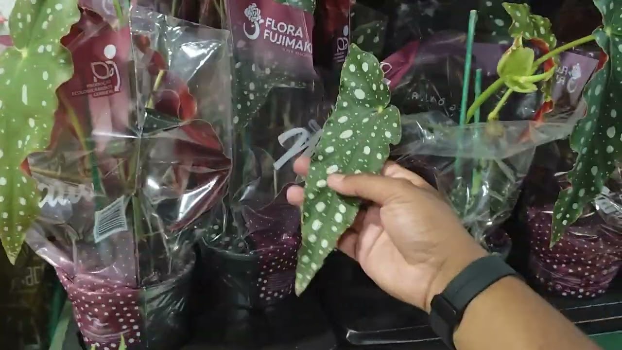 🌱 PLANTAS BARATAS NO CARREFOUR | PREÇOS ATUALIZADOS 23/12 🌱