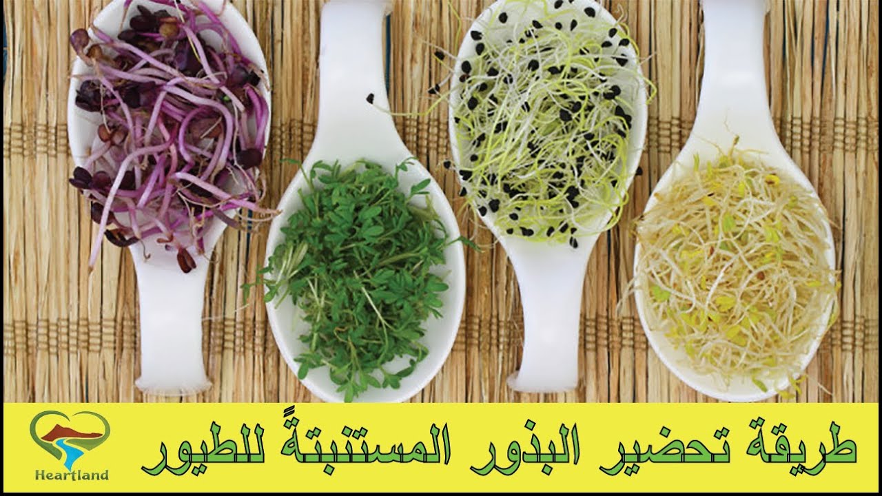 طريقة تحضير البذور المستنبتة للطيور