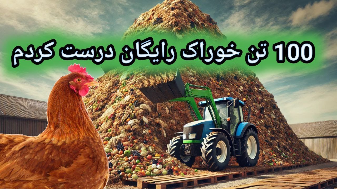 آموزش خوراک ارزان برای طیور , خوراک ارزان برای مرغ بومی , خوراک مجانی طیور