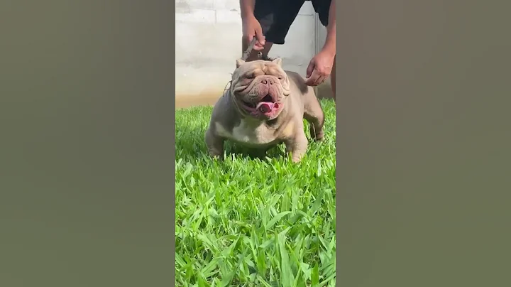 Perfect Exotic American Bully 🔥 #shorts #dog
