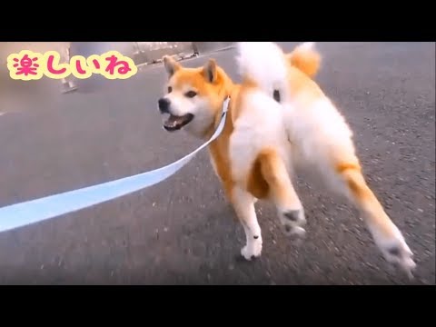 柴犬小次郎 走るマニアな動画 Dog S Eyes Youtube