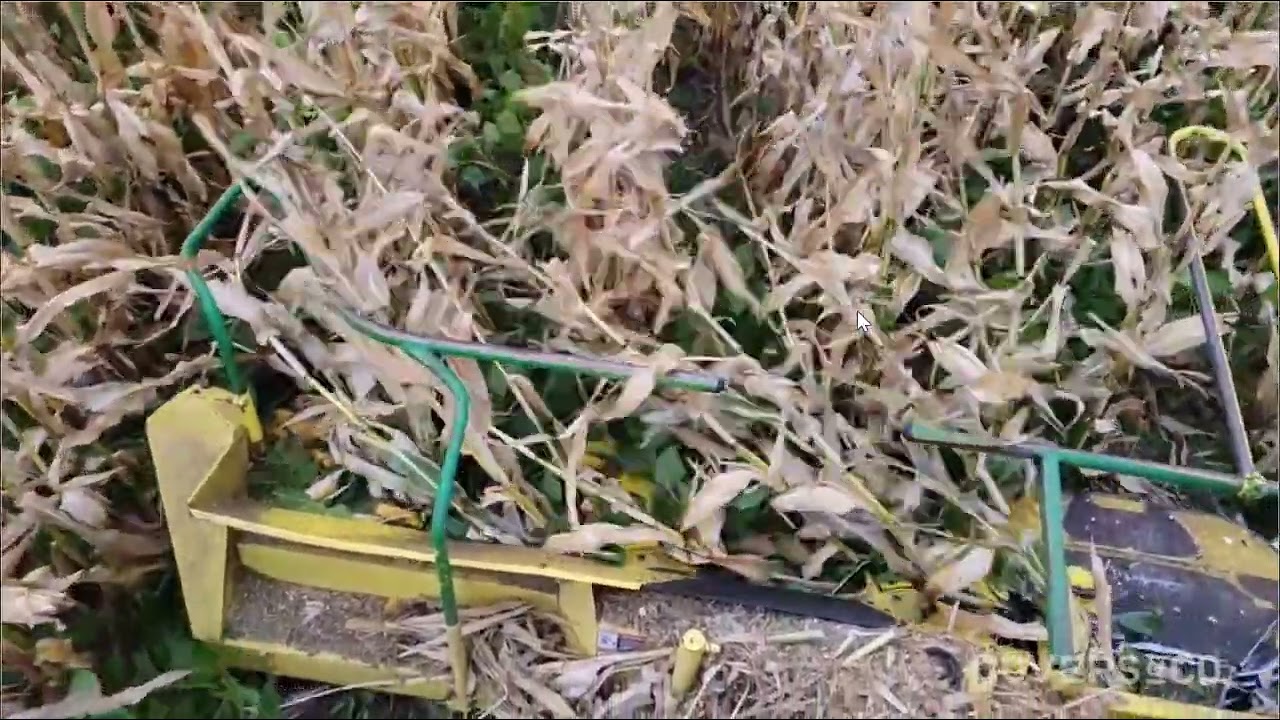 Corn Intercropping: Forage Soybeans