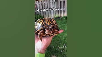 Eastern Box Turtle Mornings