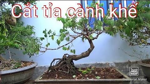 Cắt thưa cành cây khế