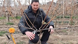 How to prune young vines?Vine Pruning for Beginners: Easy Steps for a Bountiful Harvest!