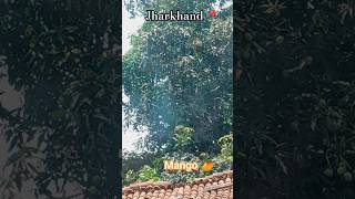 #mango #aam #jharkhand #jharkhandi #blessed #aamlover #green #tree #mangoseason #road #travel