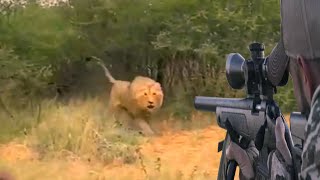 The strongest encounters of the hunter with the lions, kings of the jungle