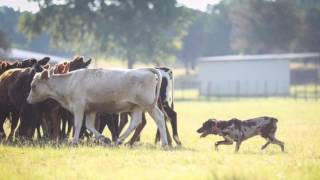 Diamond J Stockdogs