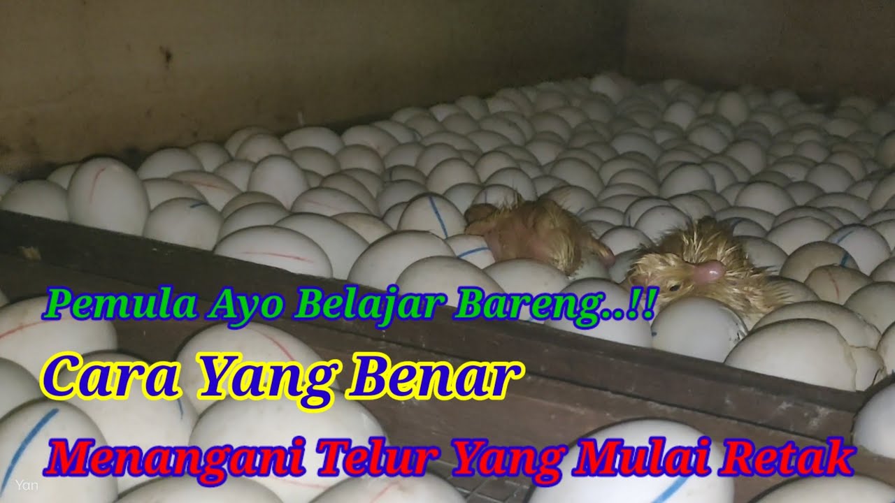 Cara Penanganan Telur Yang Mulai Retak #incubator #egg #poultry