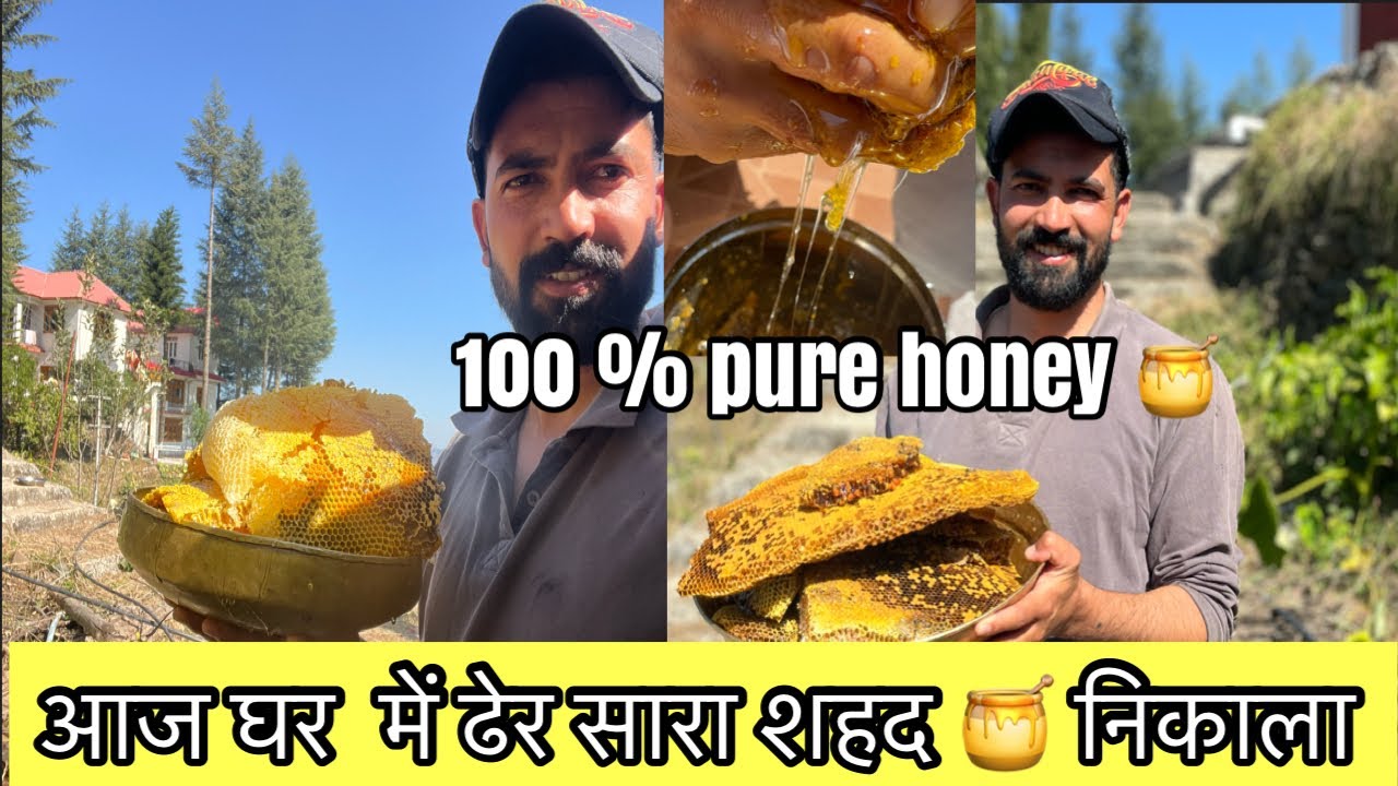 Honey🍯 harvesting at home ||  100% pure honey🍯|| #honeyextraction #honeyharvest #beekeeping 