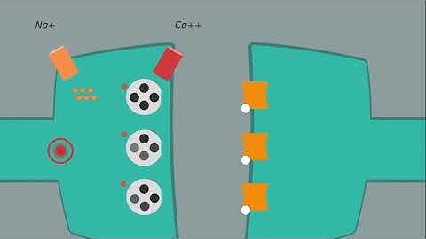 OPIOIDES Mecanismo de acción y efecto analgésico