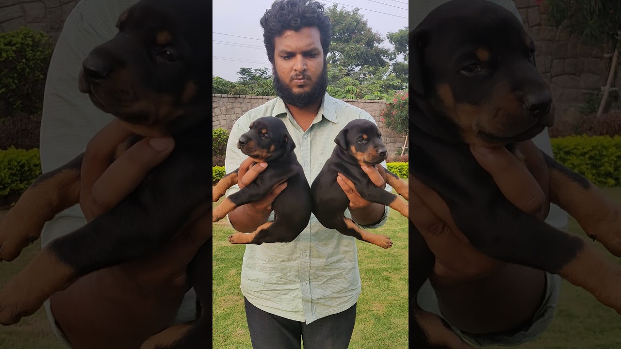 TOP CLASS EUROPEAN DOBERMAN PUPPIES AVAILABLE FOR SALE AT HYDERABAD (9390350416) YouTube