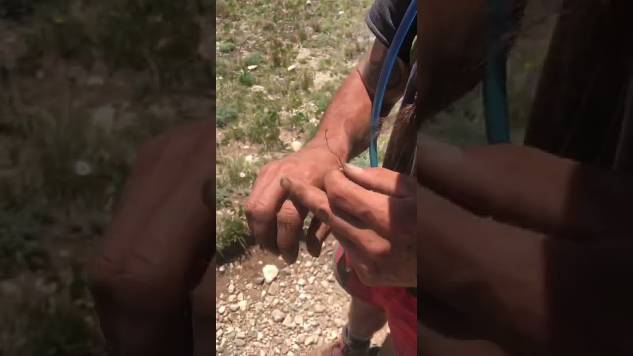 Gabe Crawford explains the importance of Pygmy Bitterroot on the Colorado Trail 2020