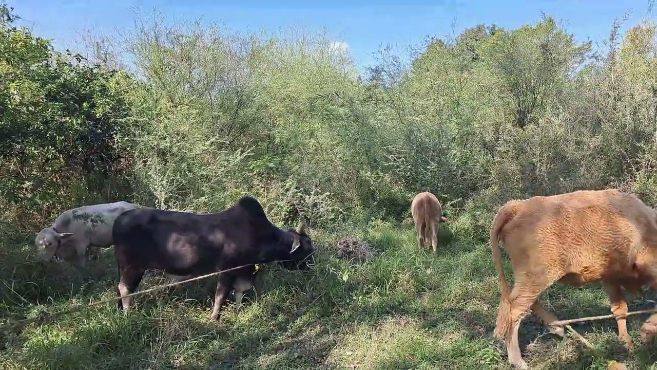 Así reubicamos el ganado en el rancho
